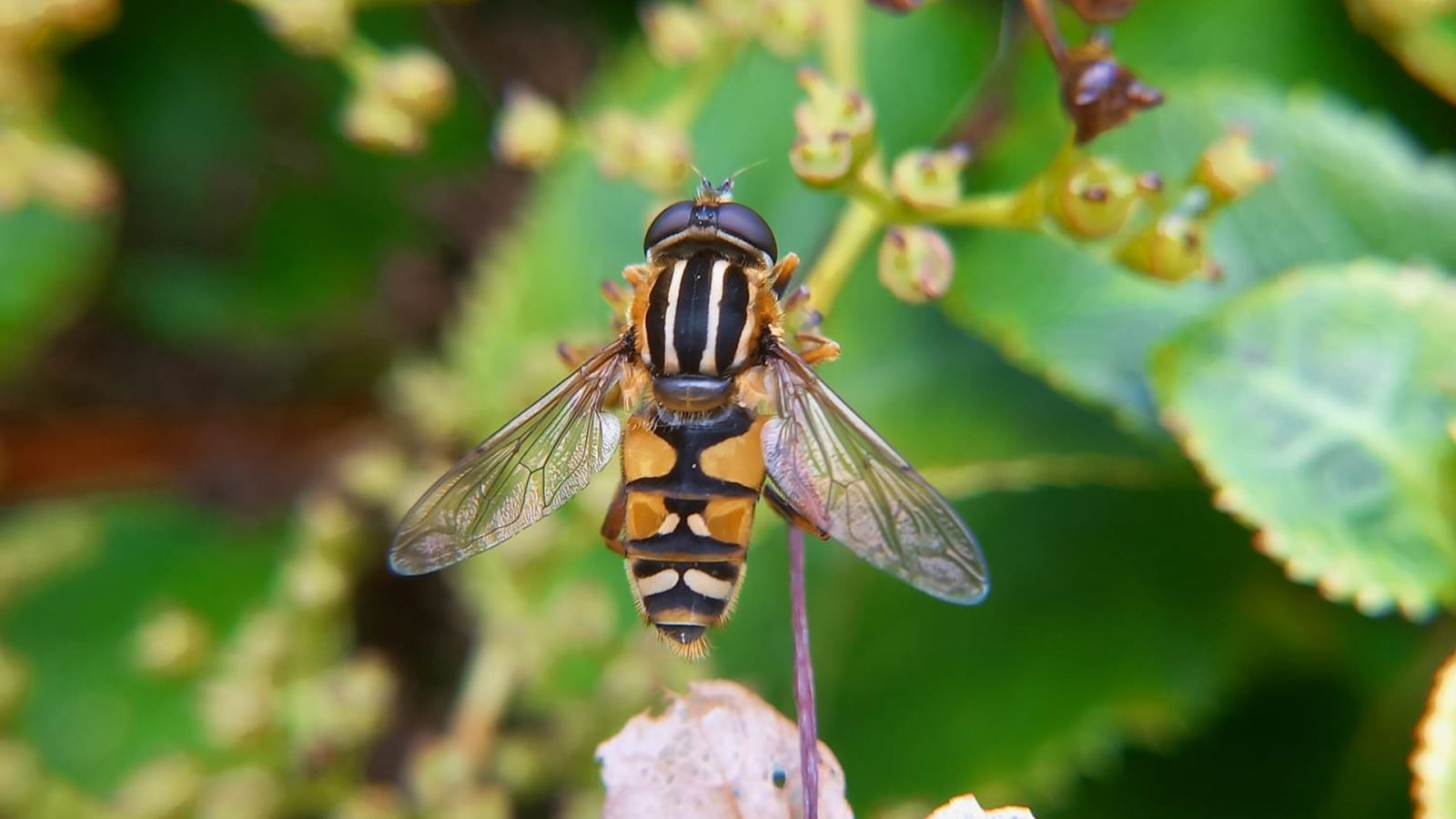 Hoverfly CREDIT Matt Postles